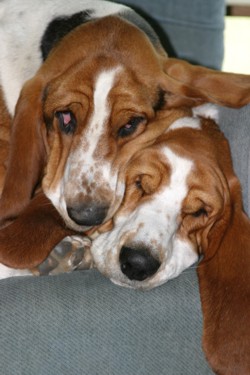 Two Bassets